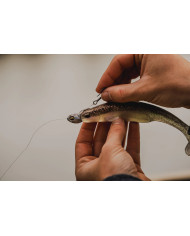 6" Whale (6th Sense)