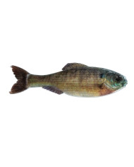 3.5" Panorama Soft Jerkbait (6th Sense) 3.5" Panorama Soft Jerkbait (6th Sense)