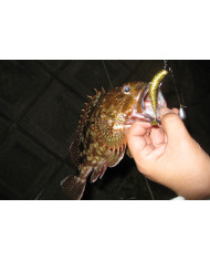 Worm117 HD Hook Offset Hook (Decoy)