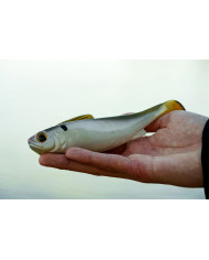 6.25" Hangover Line Through Swimbait - Fast Sink (6th Sense) 6.25" Hangover Line Through Swimbait - Fast Sink (6th Sense)