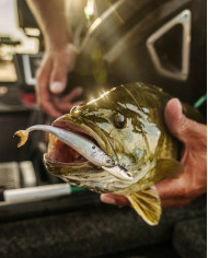 3.7" Strobe Shaker (6th Sense)