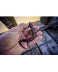 5.3" BAMBOOSA WORM (6th Sense) 5.3" BAMBOOSA WORM (6th Sense)