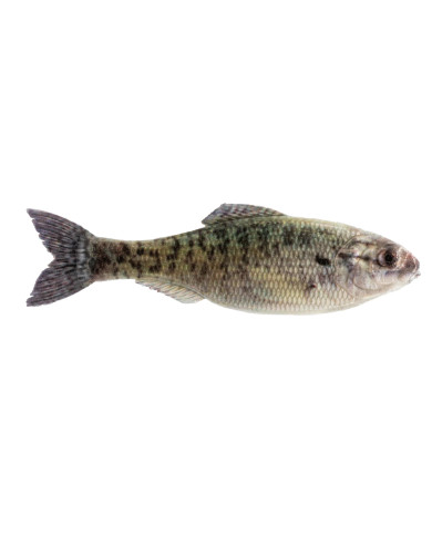 3.5" Panorama Soft Jerkbait (6th Sense) 3.5" Panorama Soft Jerkbait (6th Sense)