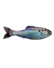 5" Panorama Soft Jerkbait (6th Sense) 5" Panorama Soft Jerkbait (6th Sense)