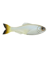 3.5" Panorama Soft Jerkbait (6th Sense) 3.5" Panorama Soft Jerkbait (6th Sense)