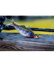 Perch Gill Line Through Treble Head (6th Sense) Perch Gill Line Through Treble Head (6th Sense)
